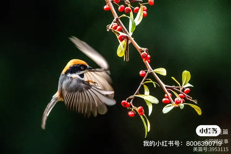 梦境中的奇妙邂逅，与美丽鸟儿的深刻对话